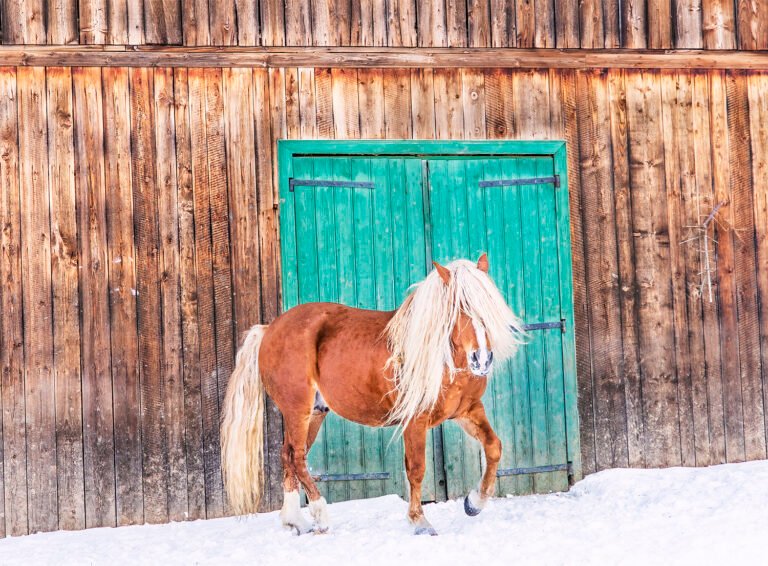 Cal maro lângă ușă verde, fundal lemn vechi.