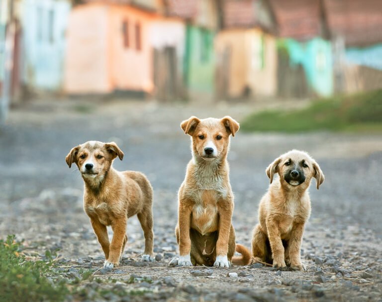Trei câini pe un drum de țară.
