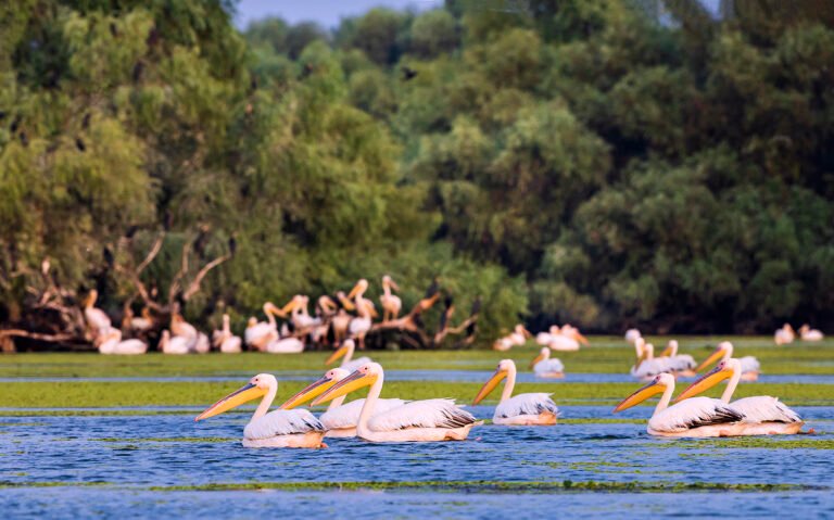 Pelicani albi înotând în Delta Dunării, România.
