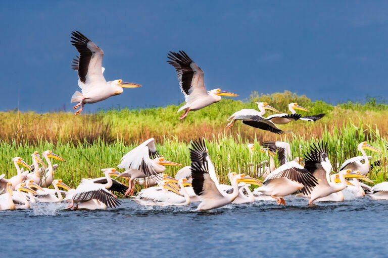 Pelicani zburând deasupra unui lac pitoresc.
