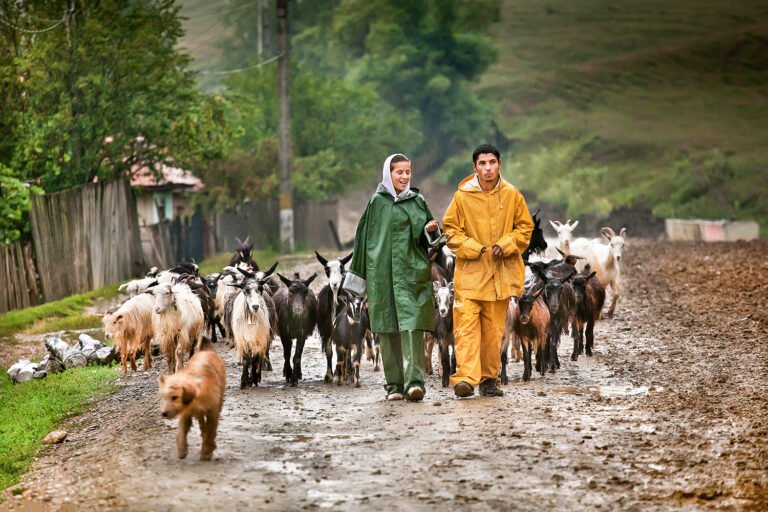 Ciobani plimbă turma de capre pe drum rural.