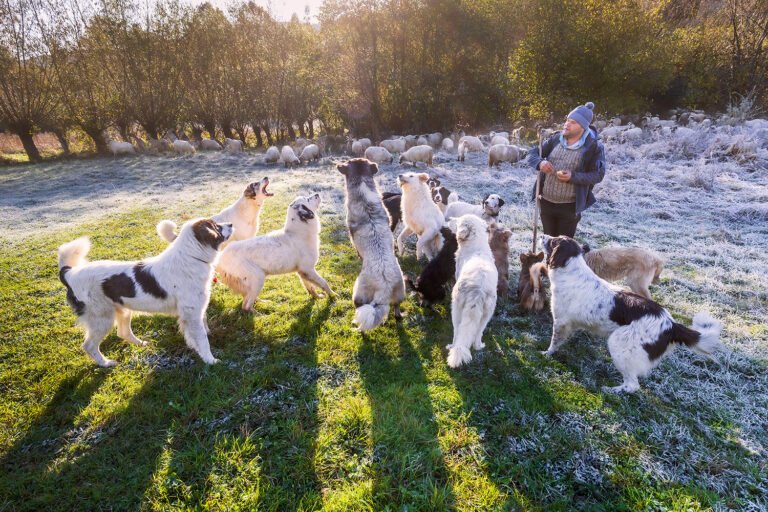 Ciobănesc cu câini și oi pe câmp înghețat.