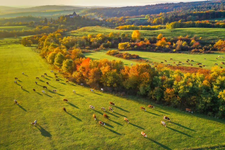 Peisaj de toamnă cu vaci pe câmpie verde.