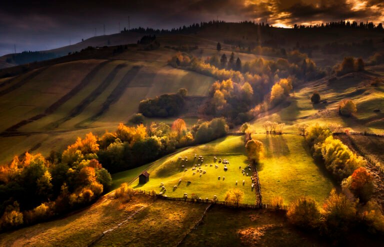 Peisaj toamnă pastoral cu oi și raze soare