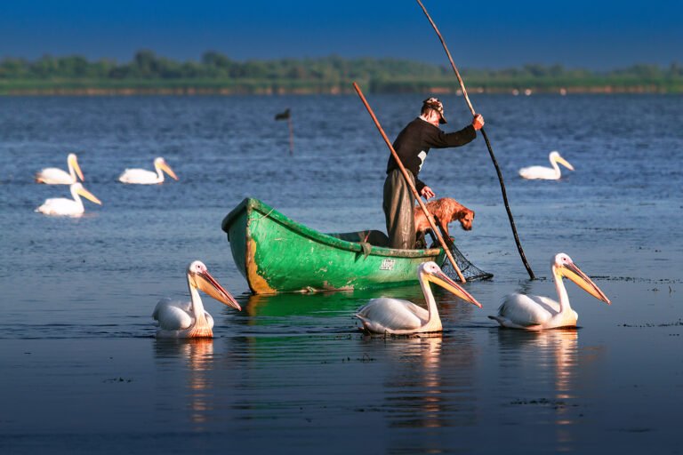 Pescar cu câine și pelicani pe lac