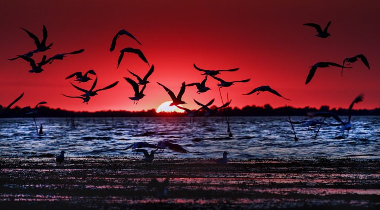 Păsări zboară la apus de soare peste ocean