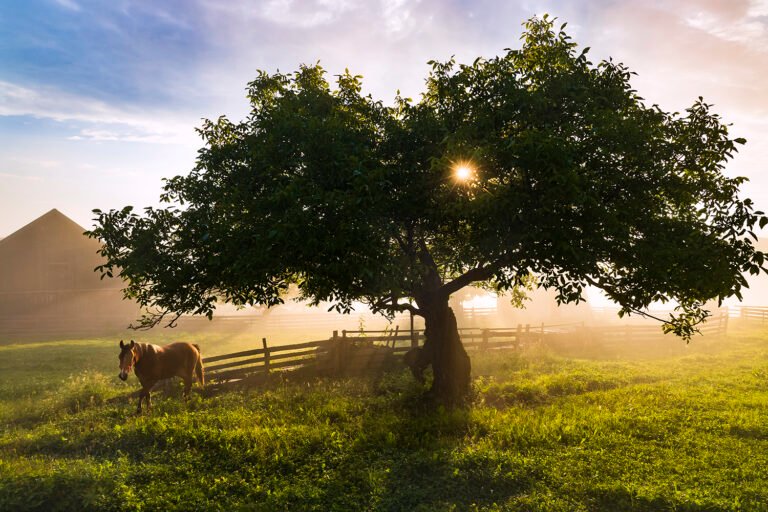Copac și cal pe câmp dimineața, lumină strălucitoare.