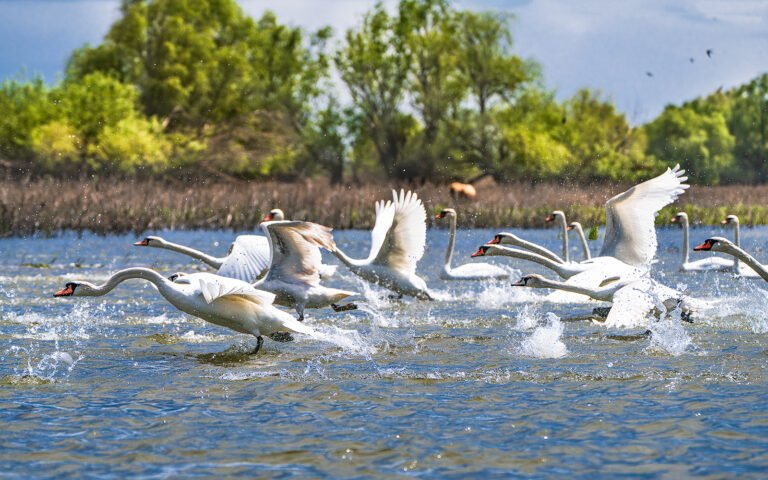 Lebede albe zburând deasupra apei într-un peisaj natural.