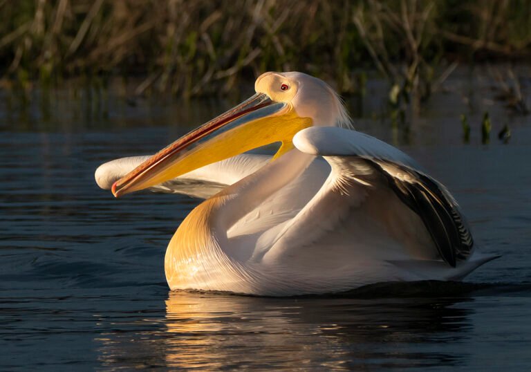 Pelicani pe apă în lumina apusului