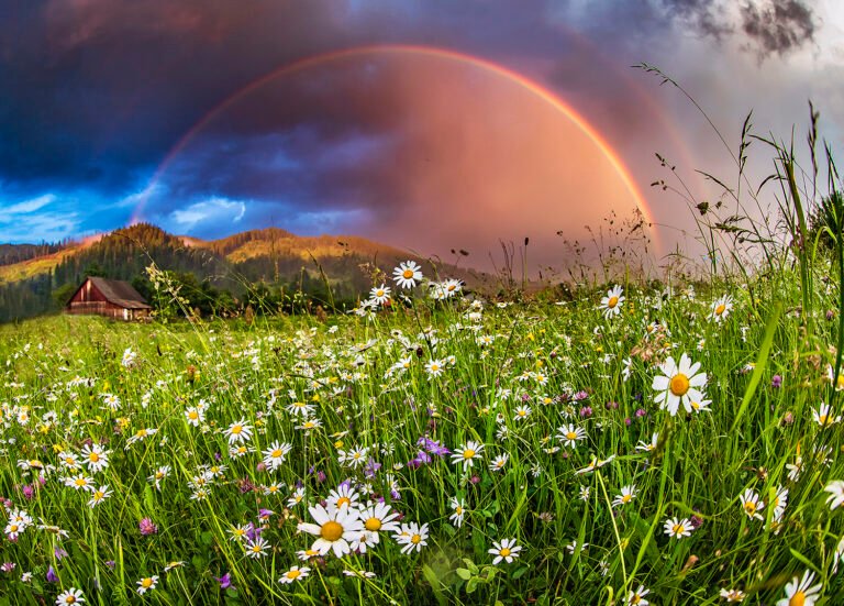 Câmp de flori sub curcubeu vibrant