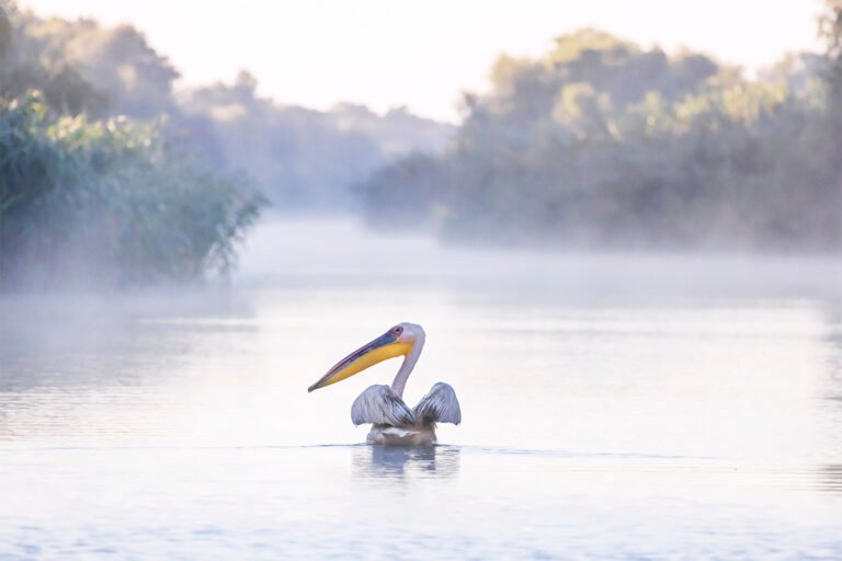 Pelicani pe apă în Delta Dunării, dimineața.