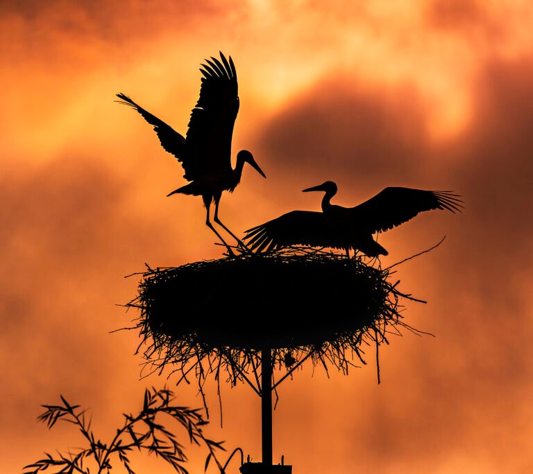 Siluetă berze pe un cuib la apus.