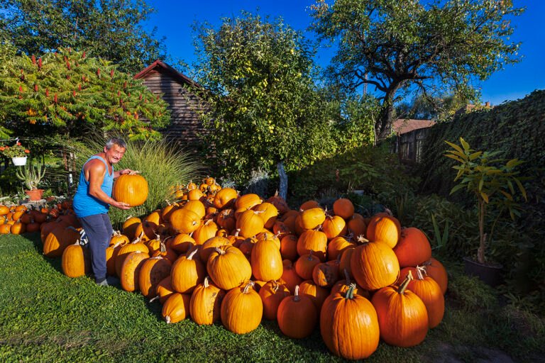Om ridică dovleac în grădină plină de dovleci