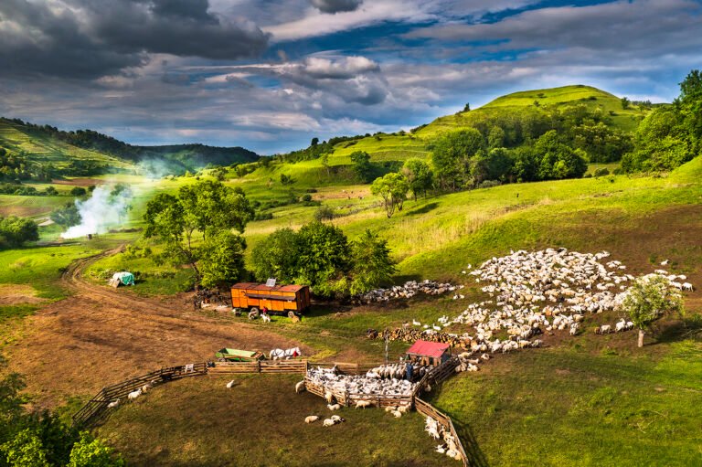 Peisaj rural cu oi și dealuri verzi, România.