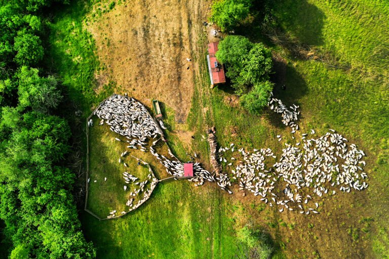 Turmă de oi văzută de sus, câmp verde