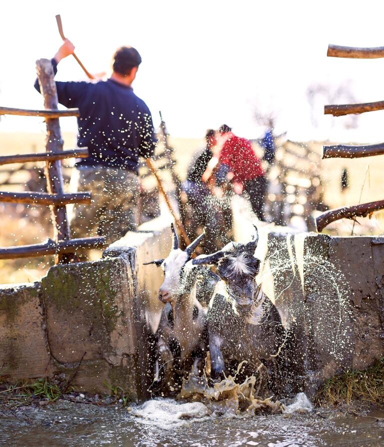 Capre trec prin apă împroșcată, îngrijite de fermier.
