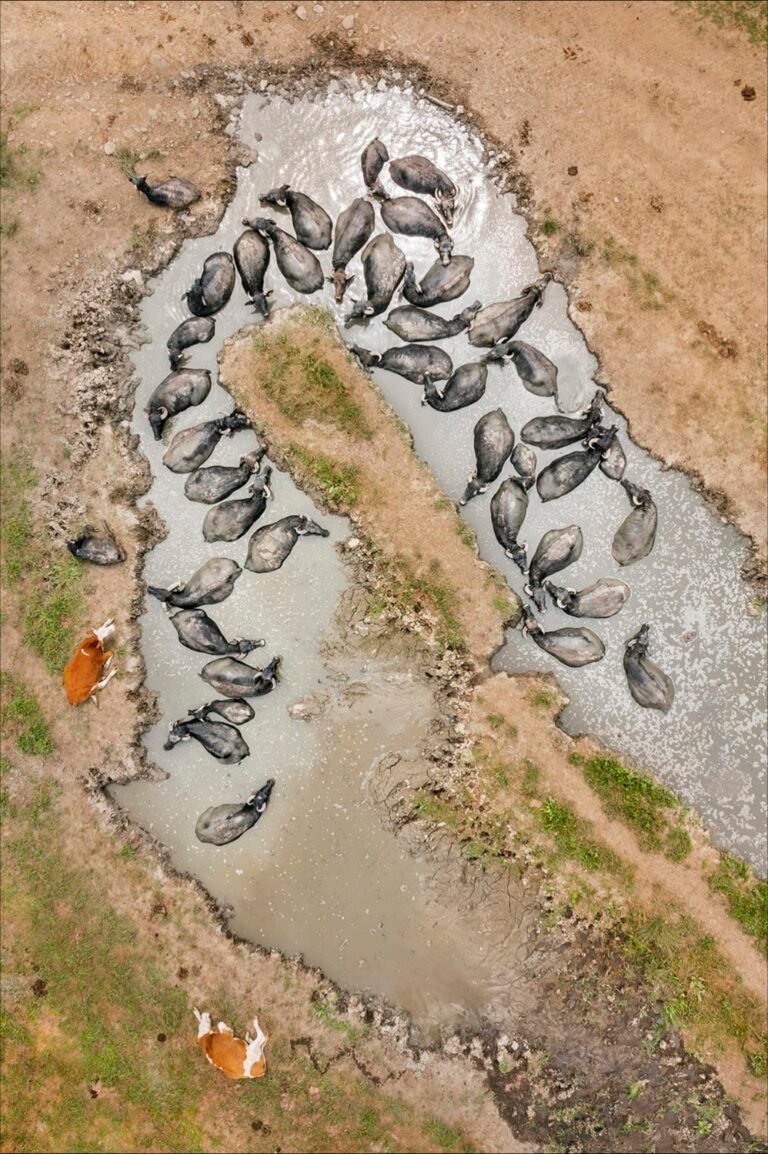 Bufale scăldându-se într-un râu cu trei vaci lângă.