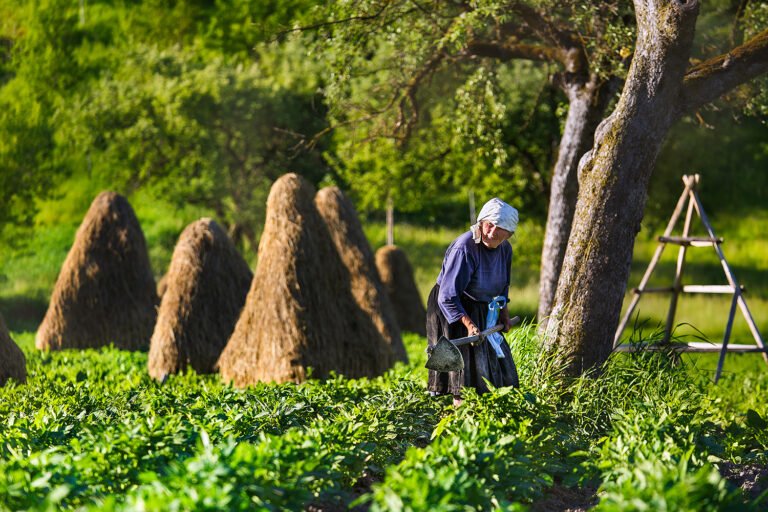 Femeie lucrând în grădină, lângă căpițe de fân.