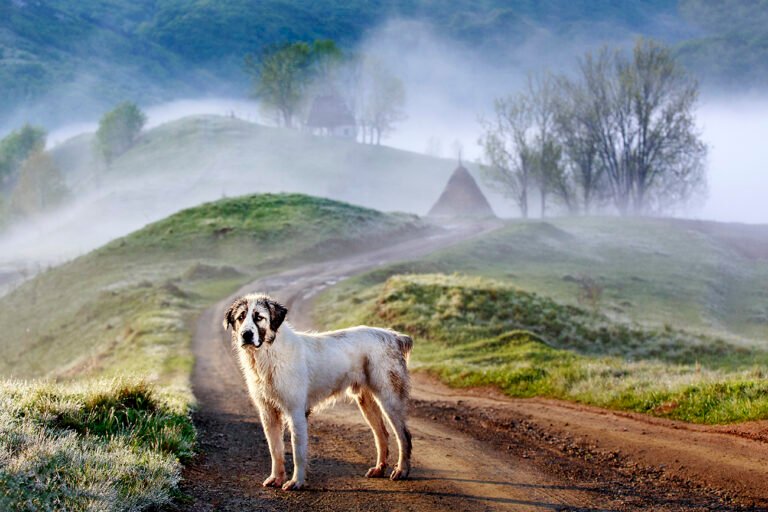 Câine pe drum rural în peisaj de munte în ceață.