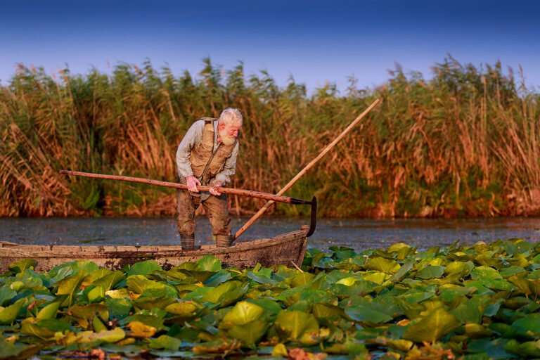 Pescar bătrân pe lac cu nuferi, Delta Dunării