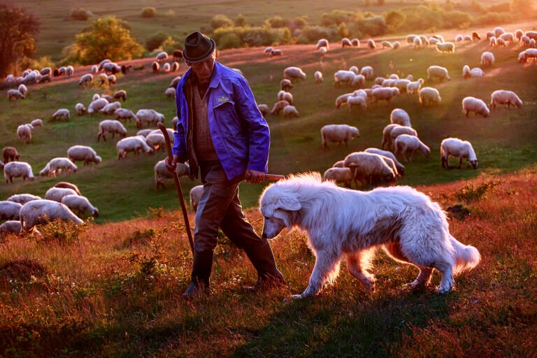 Cioban cu câine printre oi, apus lin.