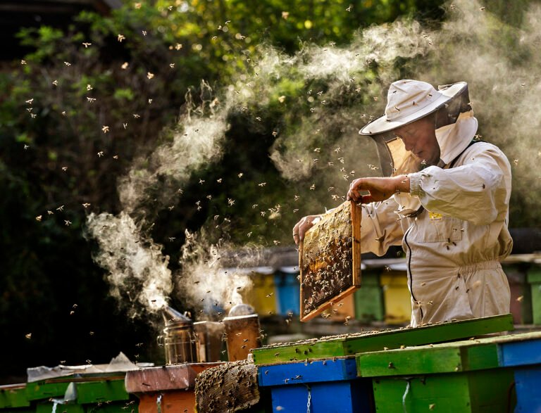 Apicultor lucrând la stupi, albine în aer.